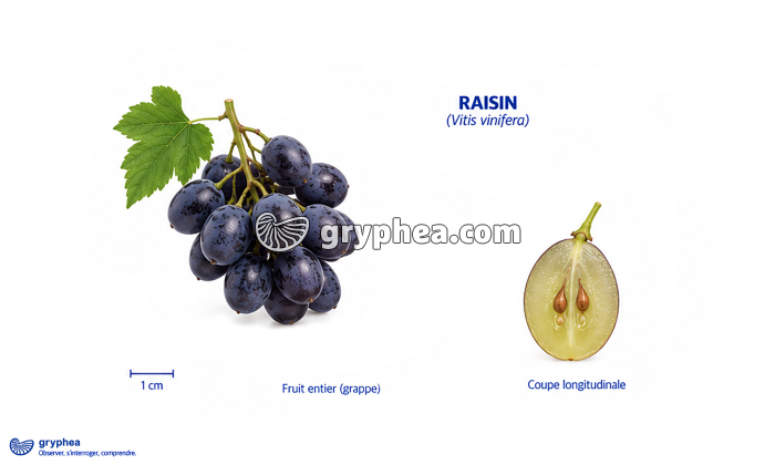 Fruit de la Vigne (raisin) - gryphea.com